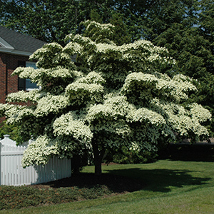 Flowering Dogwood Photo